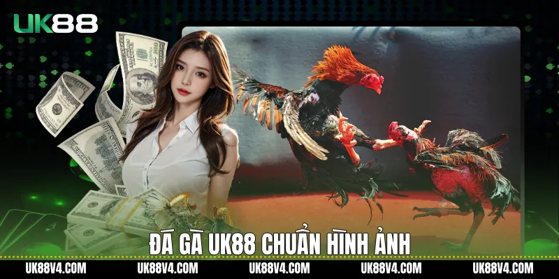 Đá Gà UK88 - Trải Nghiệm Theo Dõi Ổn Định, Rõ Ràng Đá gà UK88 chuẩn hình ảnh