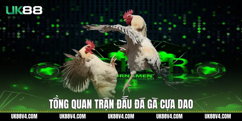 Đá Gà Cựa Dao UK88 Với Trải Nghiệm Chuẩn Quốc Tế Tổng quan trận đấu Đá gà cựa dao